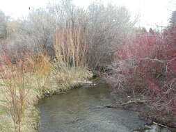 Image of narrowleaf willow