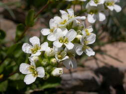 Imagem de Noccaea fendleri subsp. glauca (A. Nelson) Al-Shehbaz & M. Koch