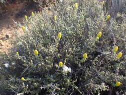 Imagem de Pteronia glomerata L. fil.