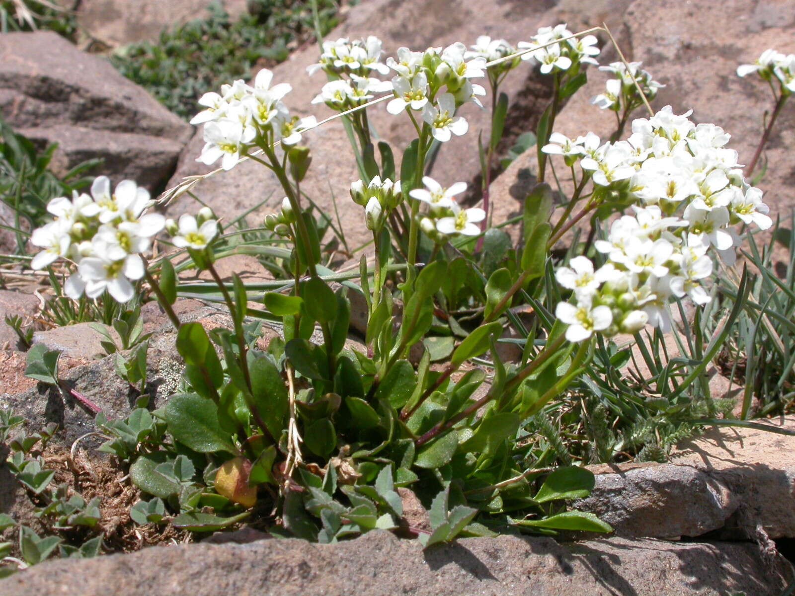 Imagem de Noccaea fendleri subsp. glauca (A. Nelson) Al-Shehbaz & M. Koch