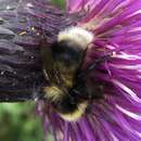 Image of Golden-belted Bumble Bee