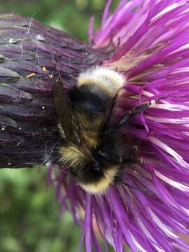 Image of Golden-belted Bumble Bee