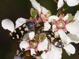 Image of Castiarina tasmaniensis (Barker 1986)