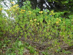 Image of Yellow Azalea