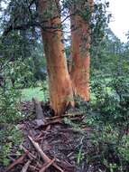 Image of gray gum