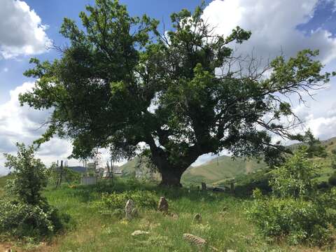 Imagem de Quercus libani G. Olivier