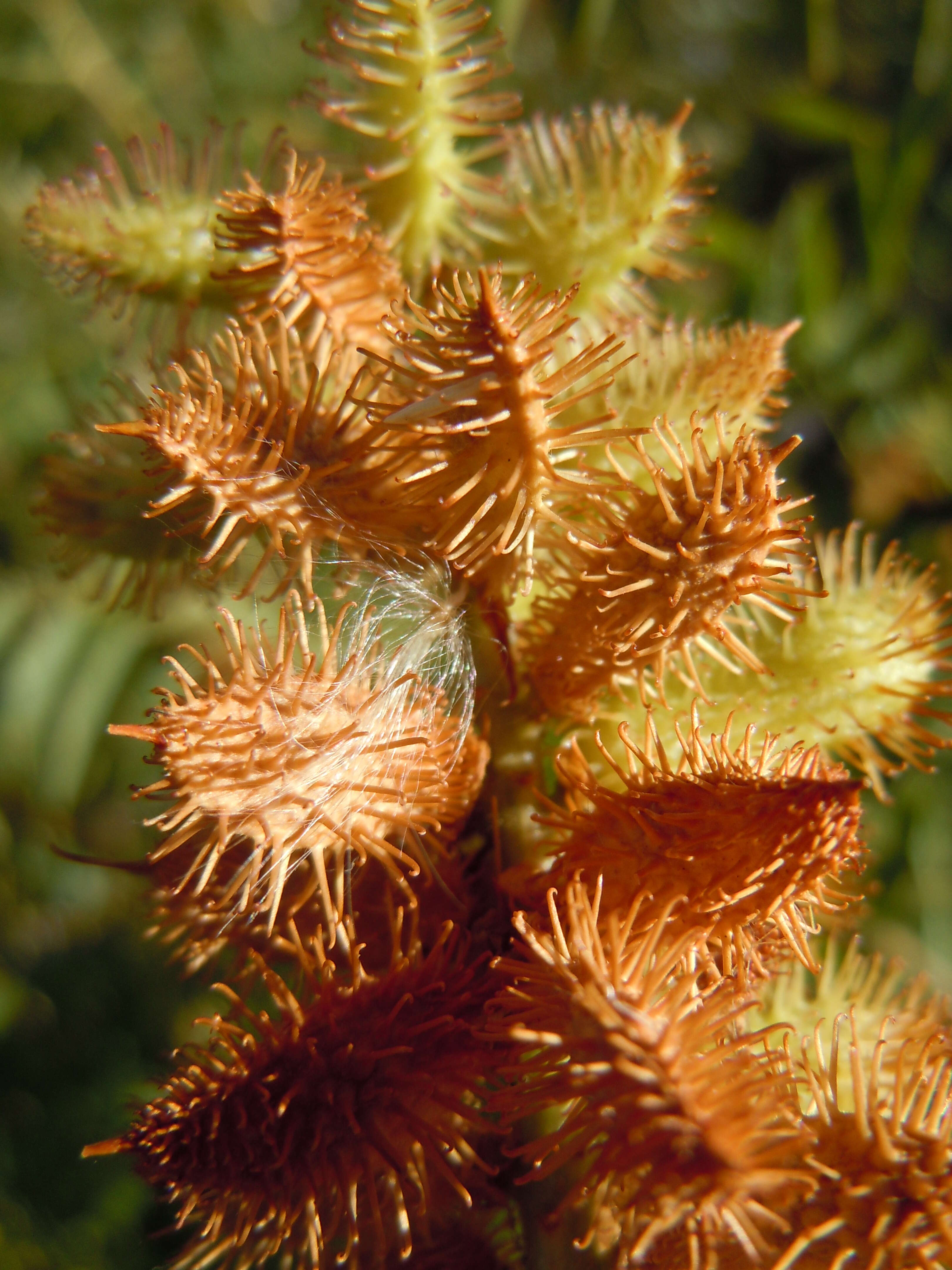 Image of American licorice