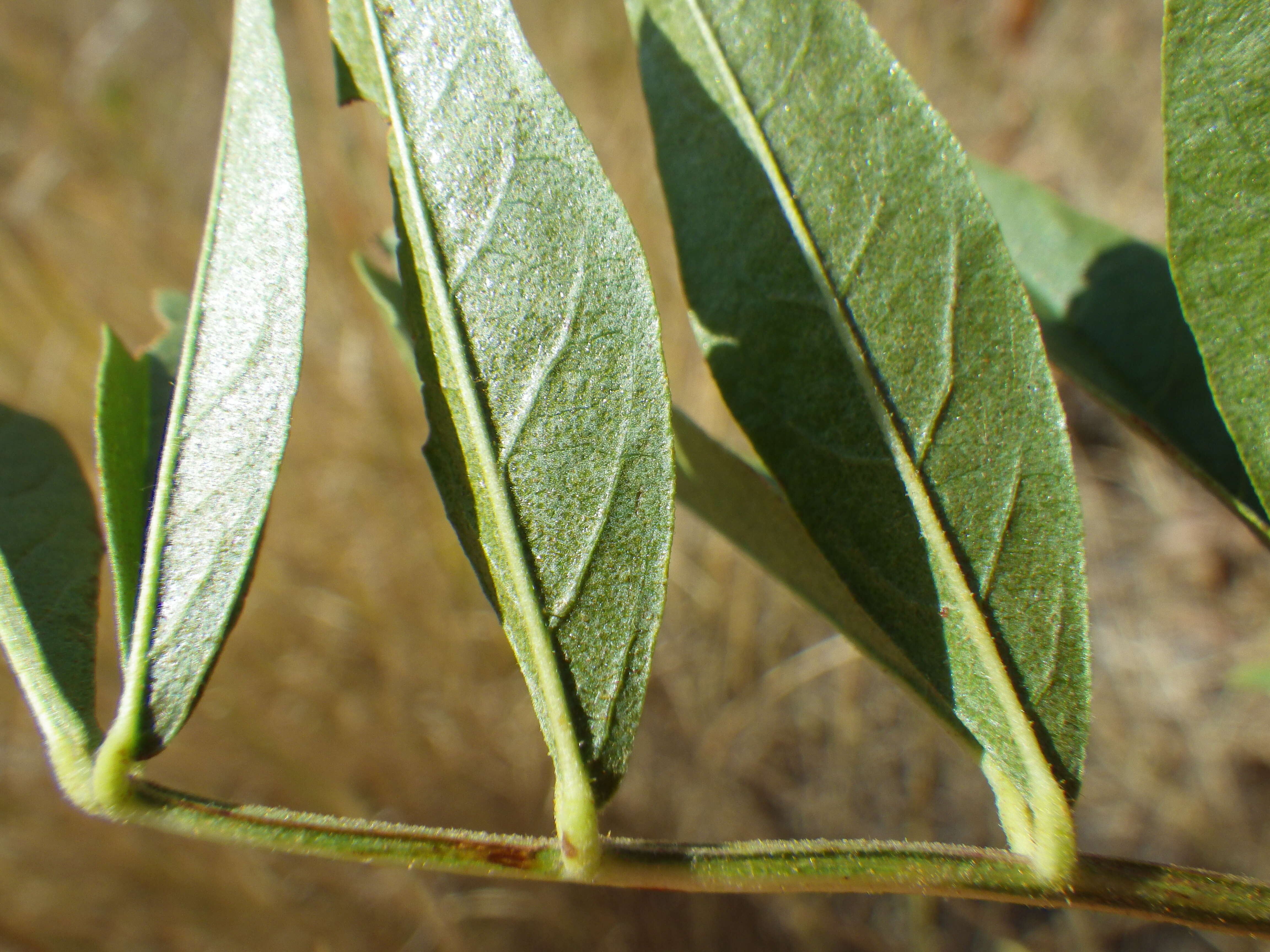 Image of American licorice