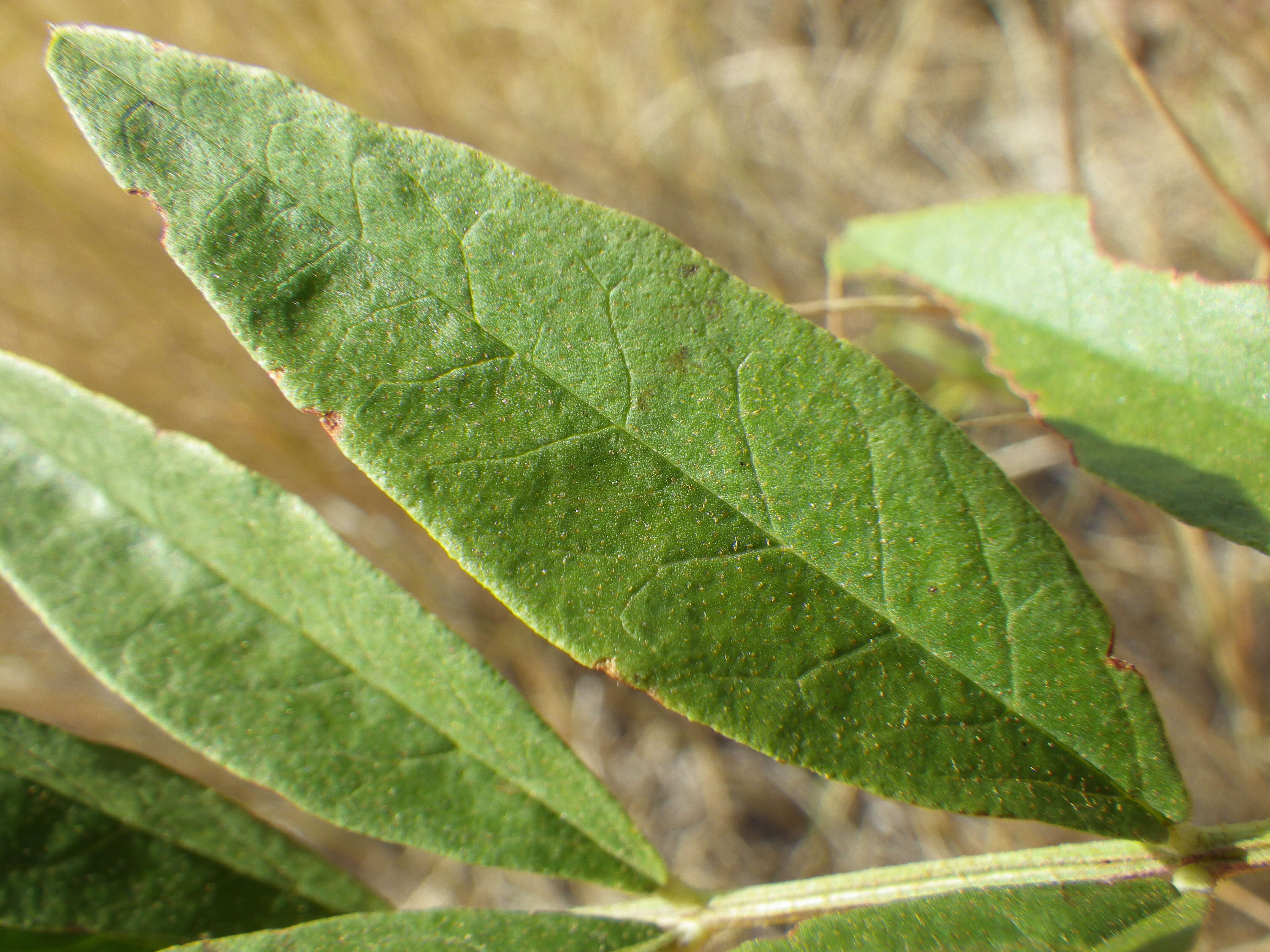 Image of American licorice