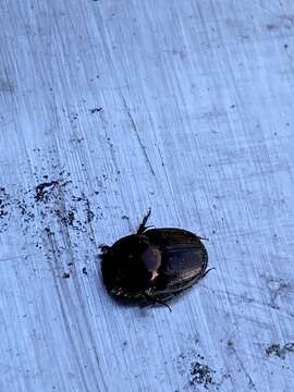 Image of Onthophagus orpheus (Panzer 1794)