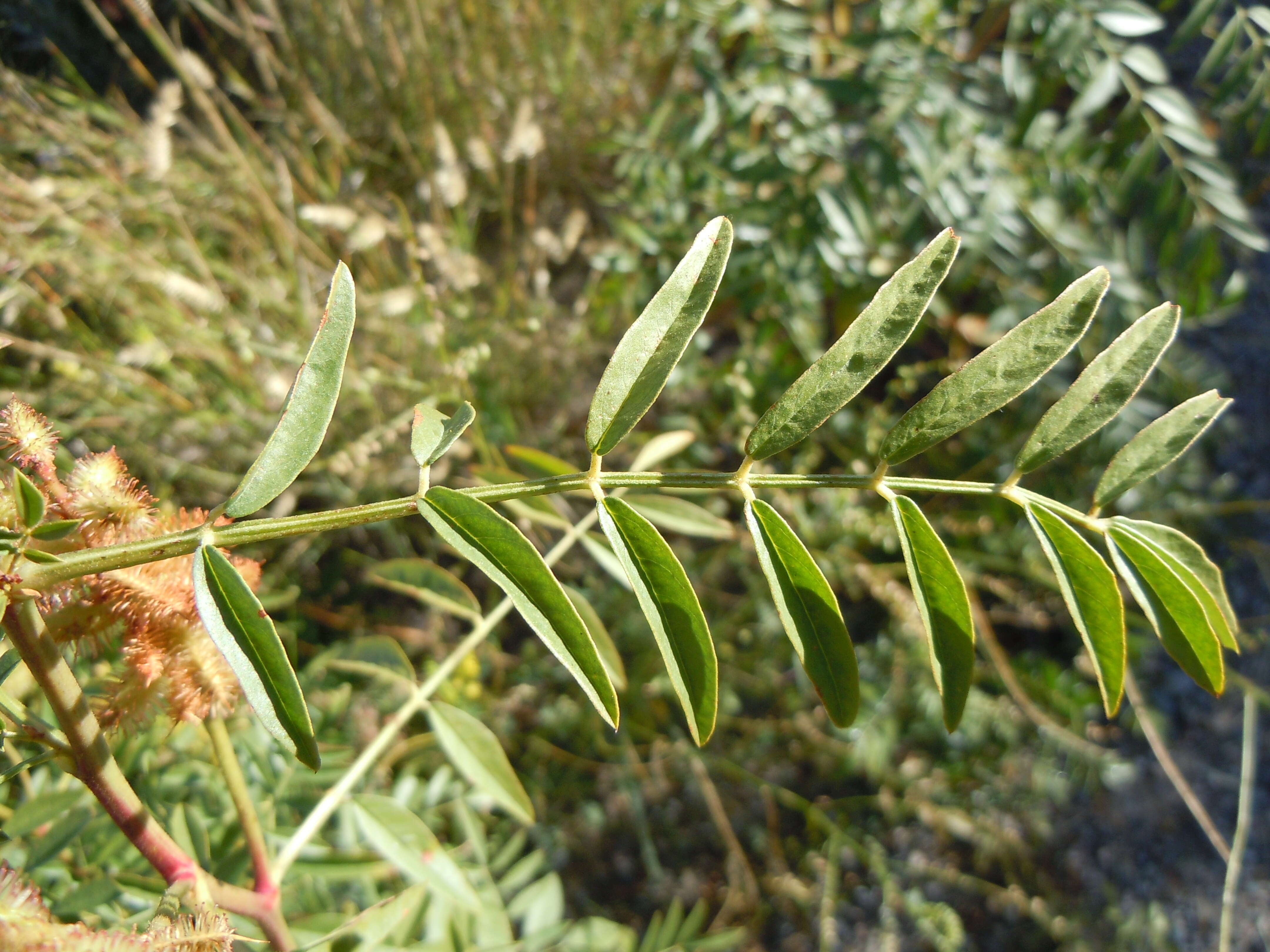 Image of American licorice