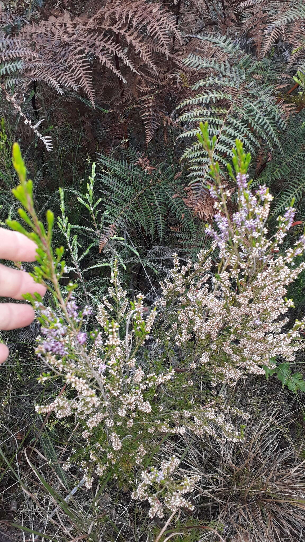 Image of Erica quadrifida (Benth.) E. G. H. Oliver