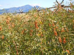 Image of American licorice