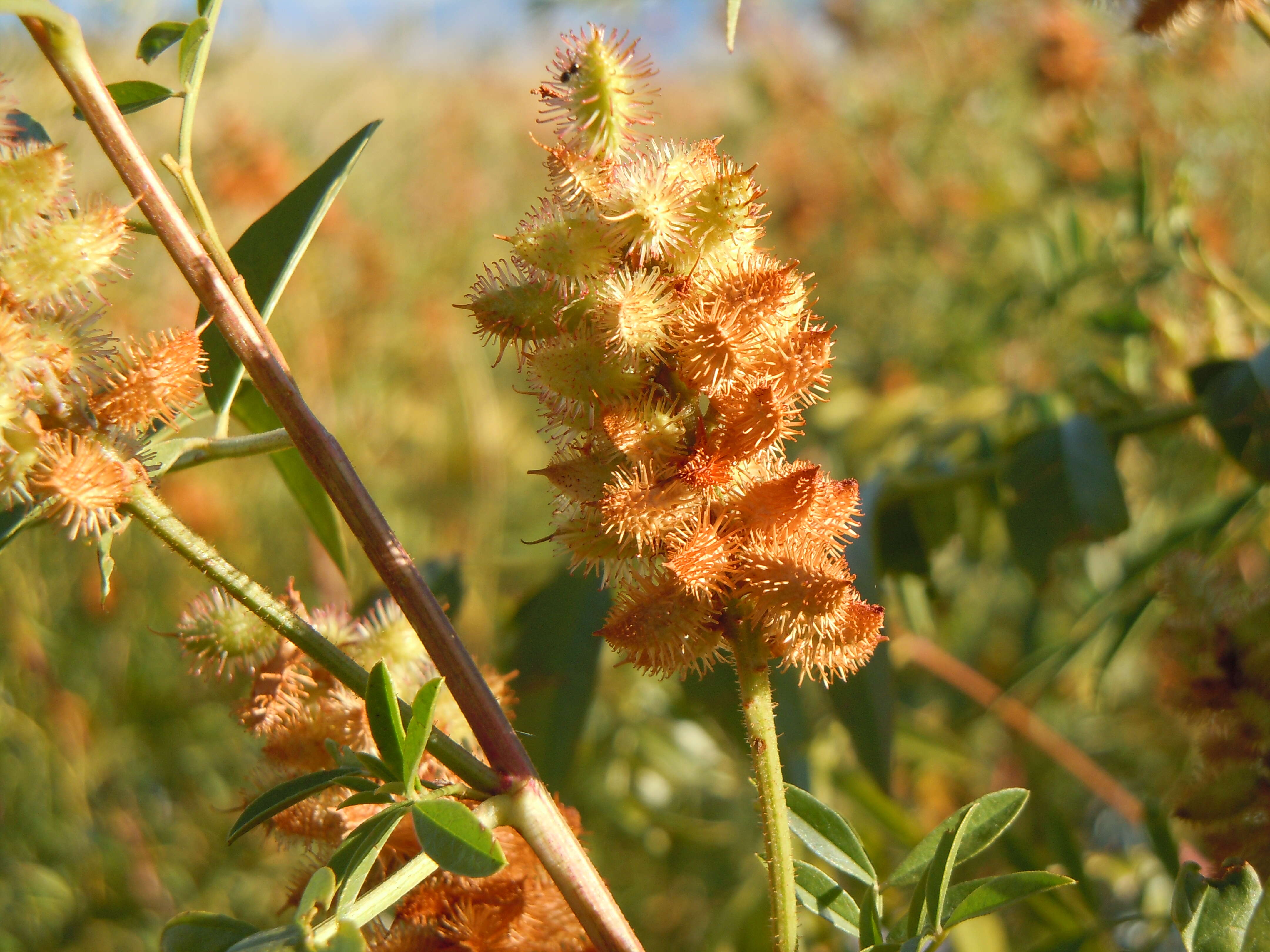 Image of American licorice