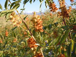 Image of American licorice