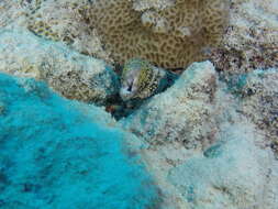 Image of Snowflake moray