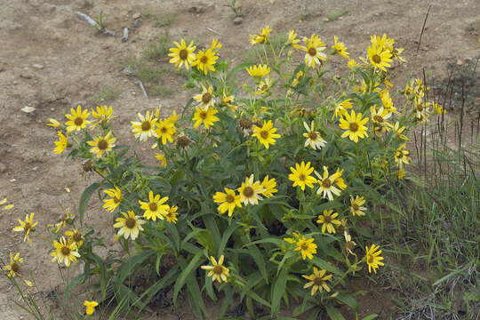 Image of Arnica sachalinensis (Regel) A. Gray