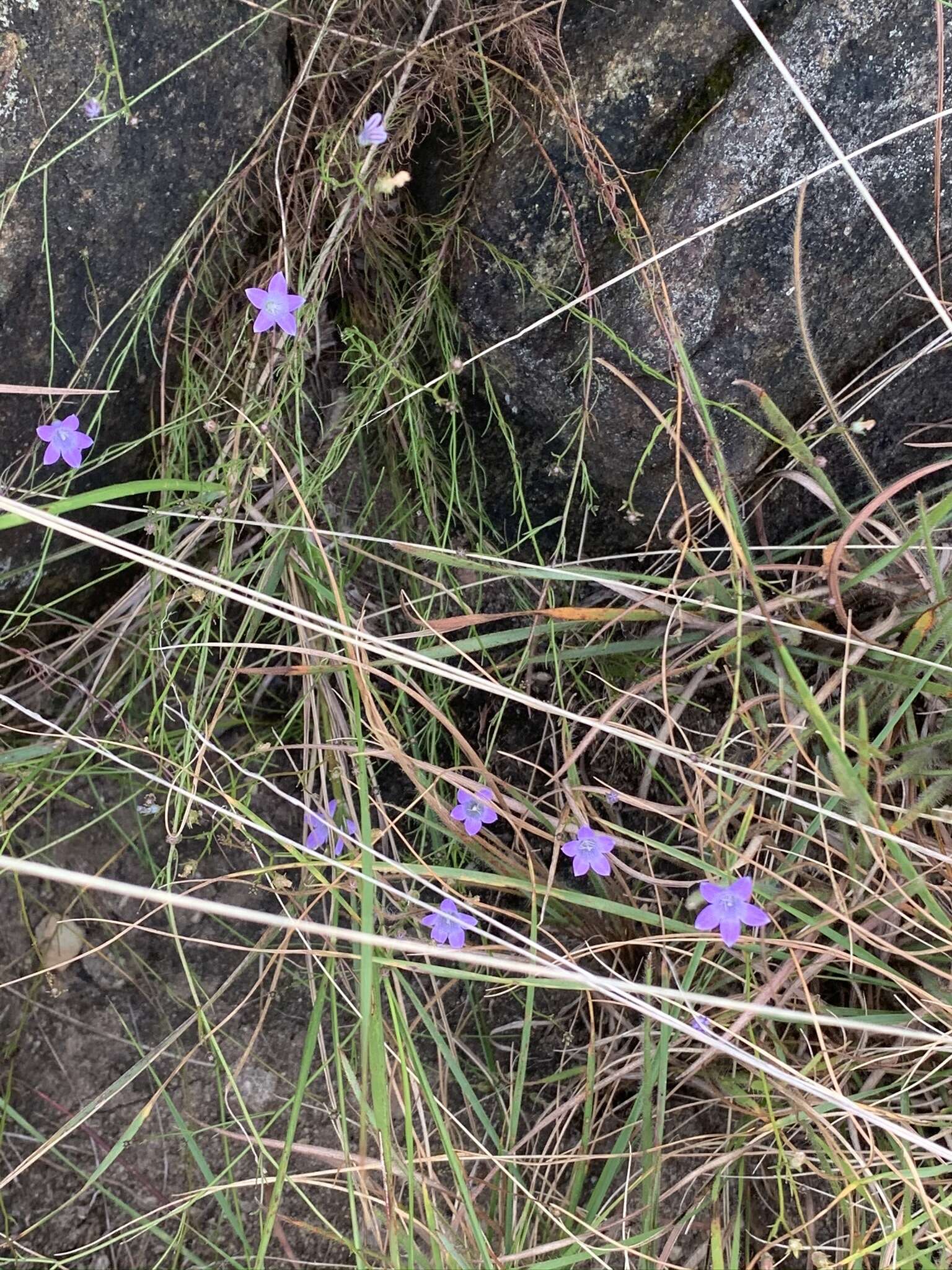 Image of Wahlenbergia capillacea subsp. capillacea