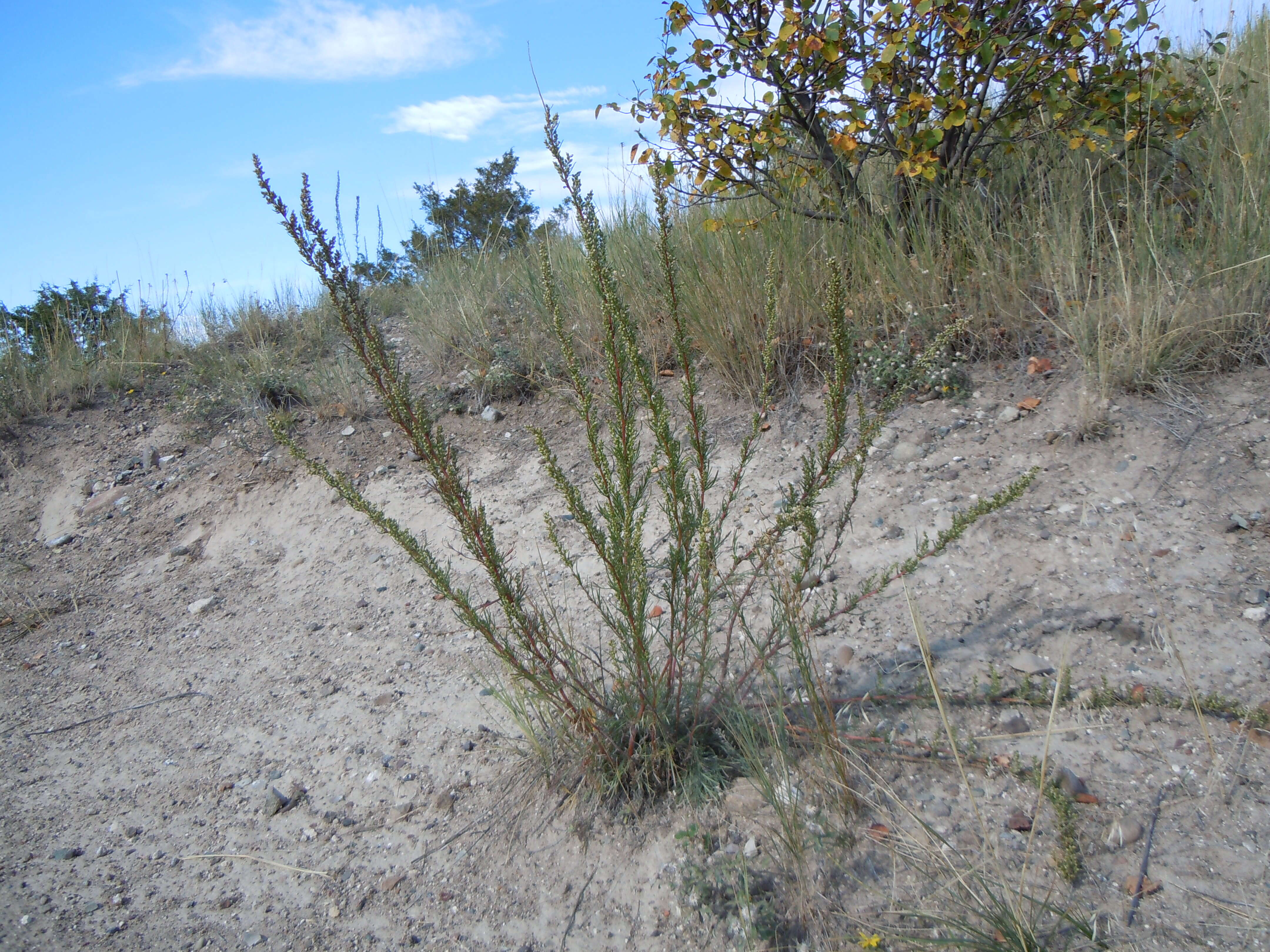 Image of field sagewort