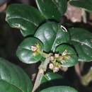 Image of Danais microcarpa Baker