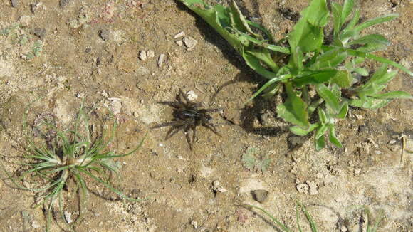 Image of Allocosa paraguayensis (Roewer 1951)