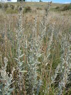 Image of white sagebrush