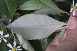 Sivun Olearia cydoniifolia (DC.) Benth. kuva