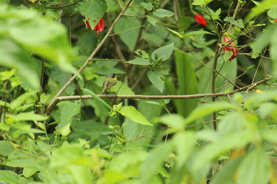 Image of Gray-headed Tody-Flycatcher