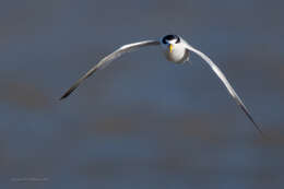 Image of Yellow-billed Tern