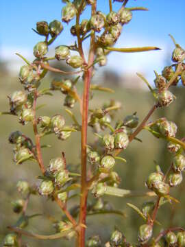 Image of tarragon