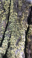 Image of Calicium tigillare (Ach.) Pers.