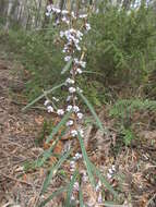 Image of Hovea asperifolia subsp. asperifolia