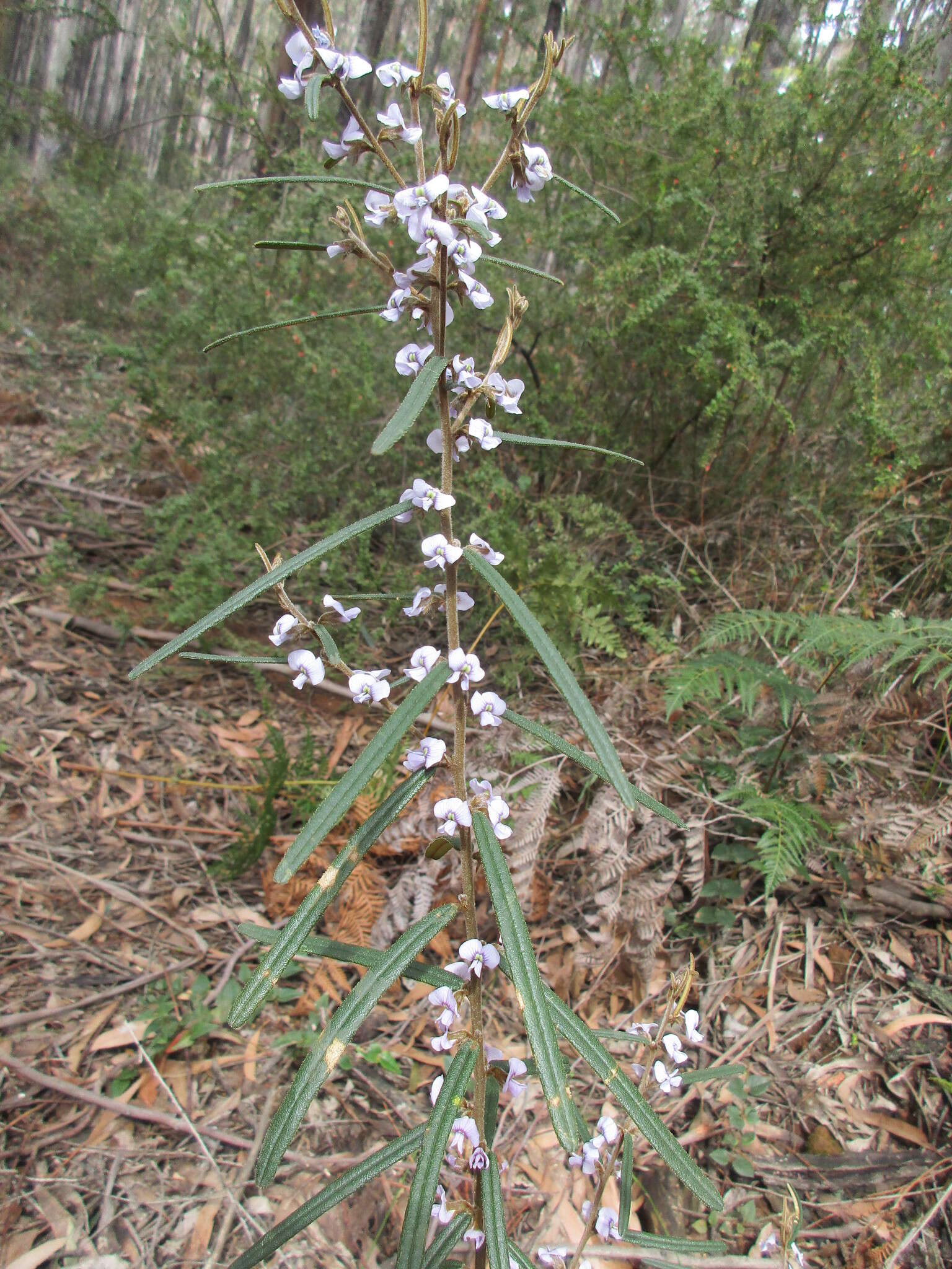 Image of Hovea asperifolia subsp. asperifolia