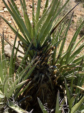 Yucca baccata Torr. resmi