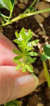 Image of warty bedstraw