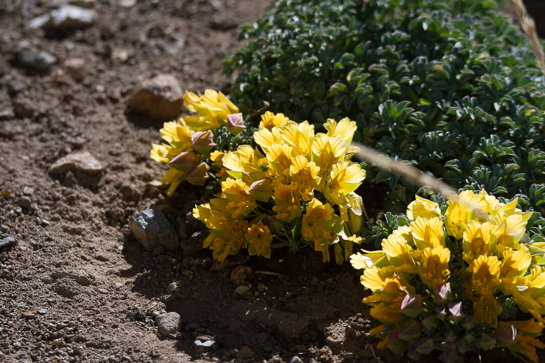 Image of Tropaeolum polyphyllum Cav.