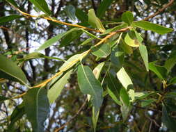 Image of Pacific willow