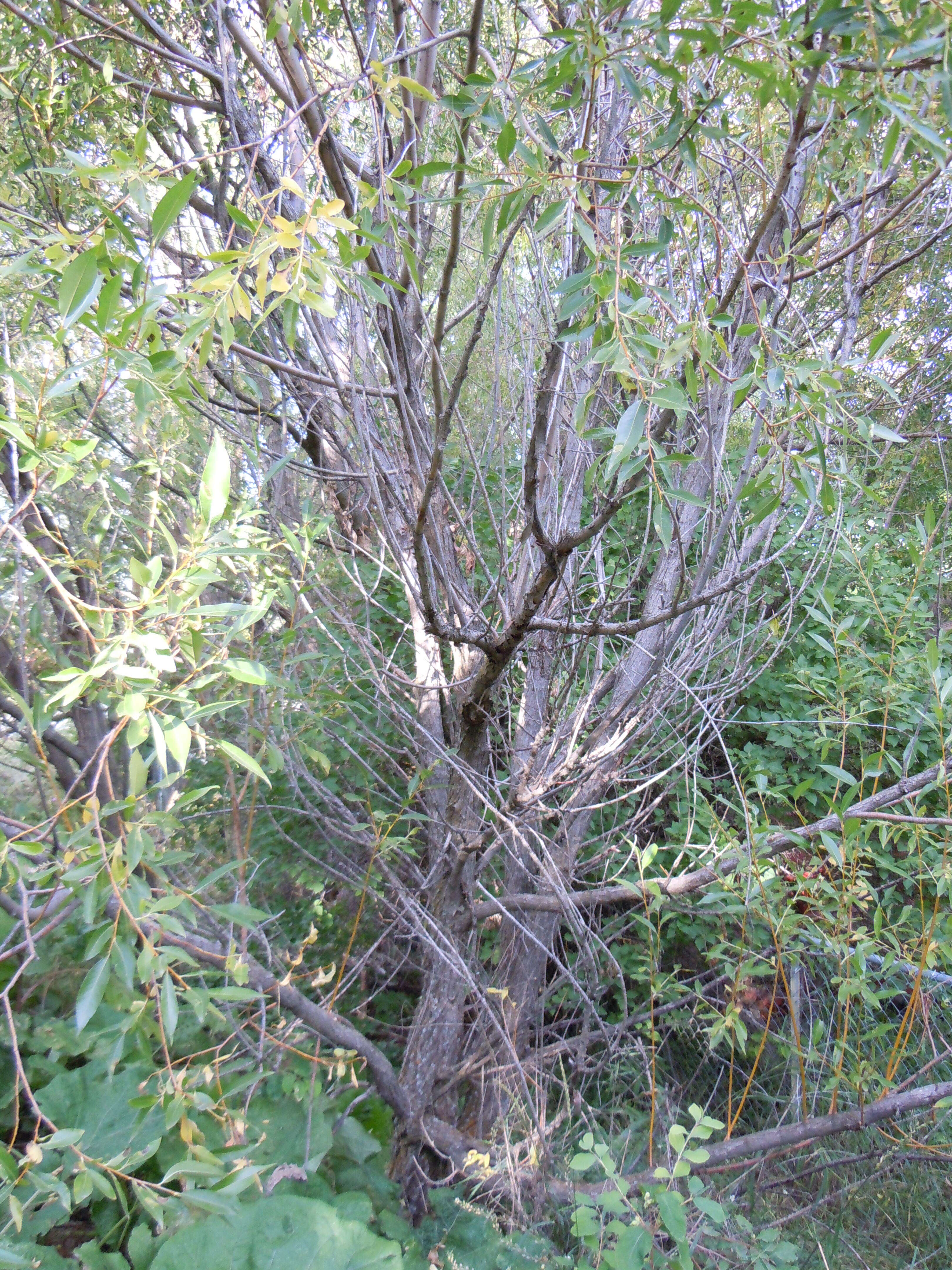 Image of Pacific willow