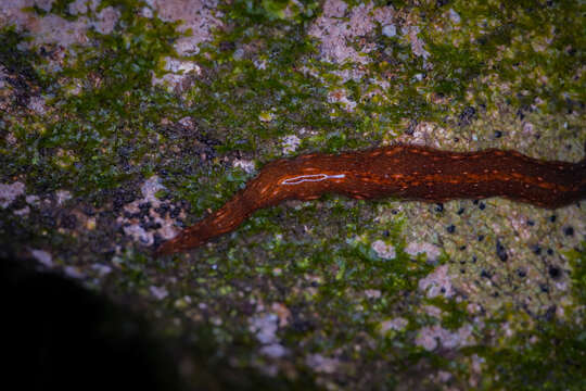 Image of Newzealandia moseleyi (Hutton 1880)