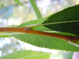 Image of Pacific willow