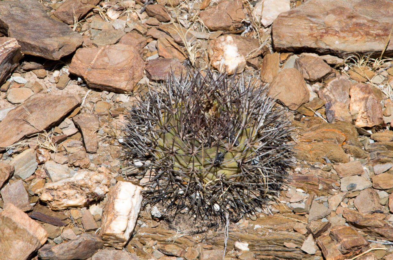 Image of Rebutia neumanniana (Werderm.) D. R. Hunt