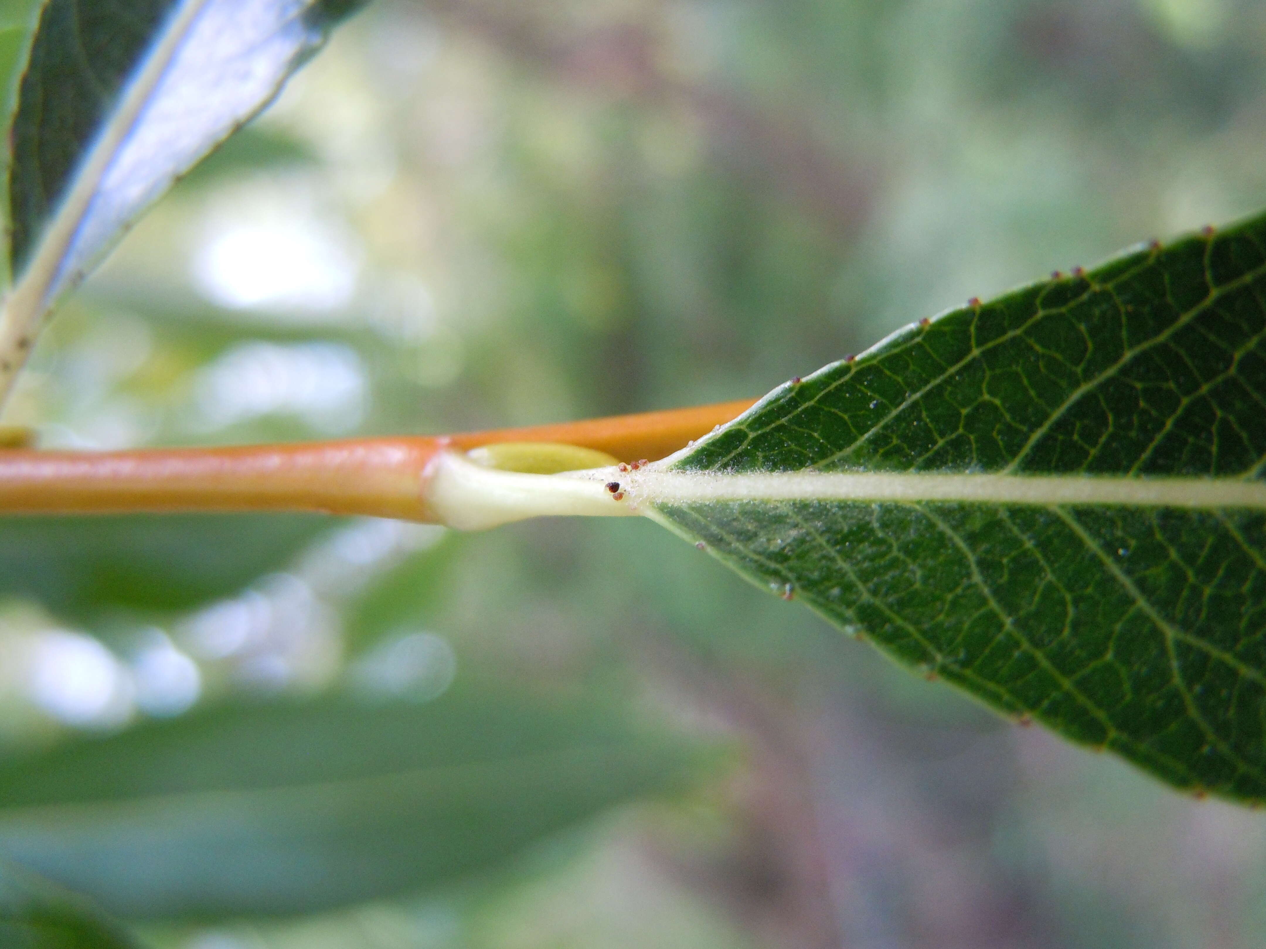 Image of Pacific willow