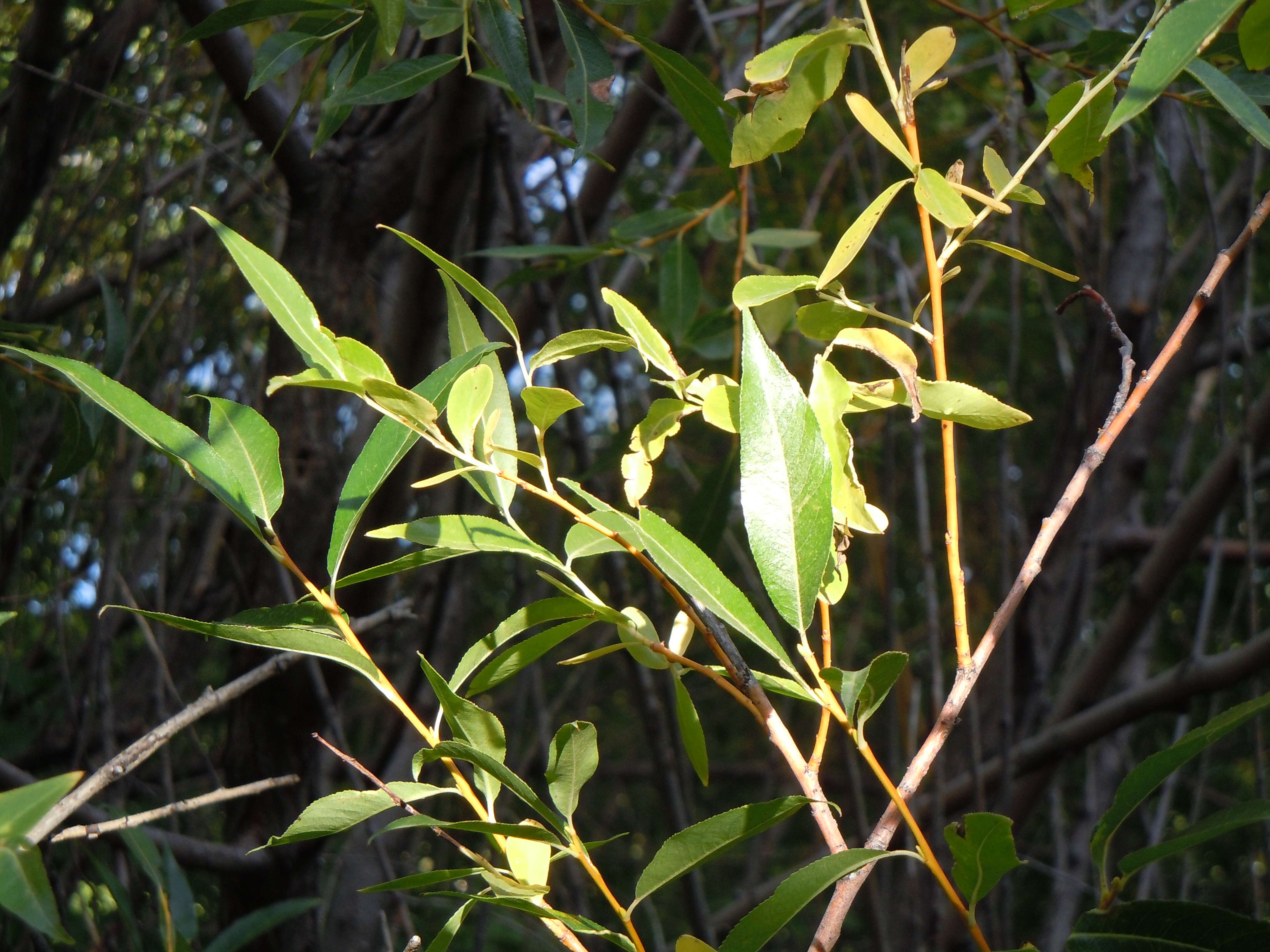 Image of Pacific willow