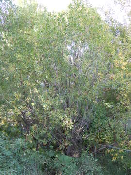 Image of Pacific willow