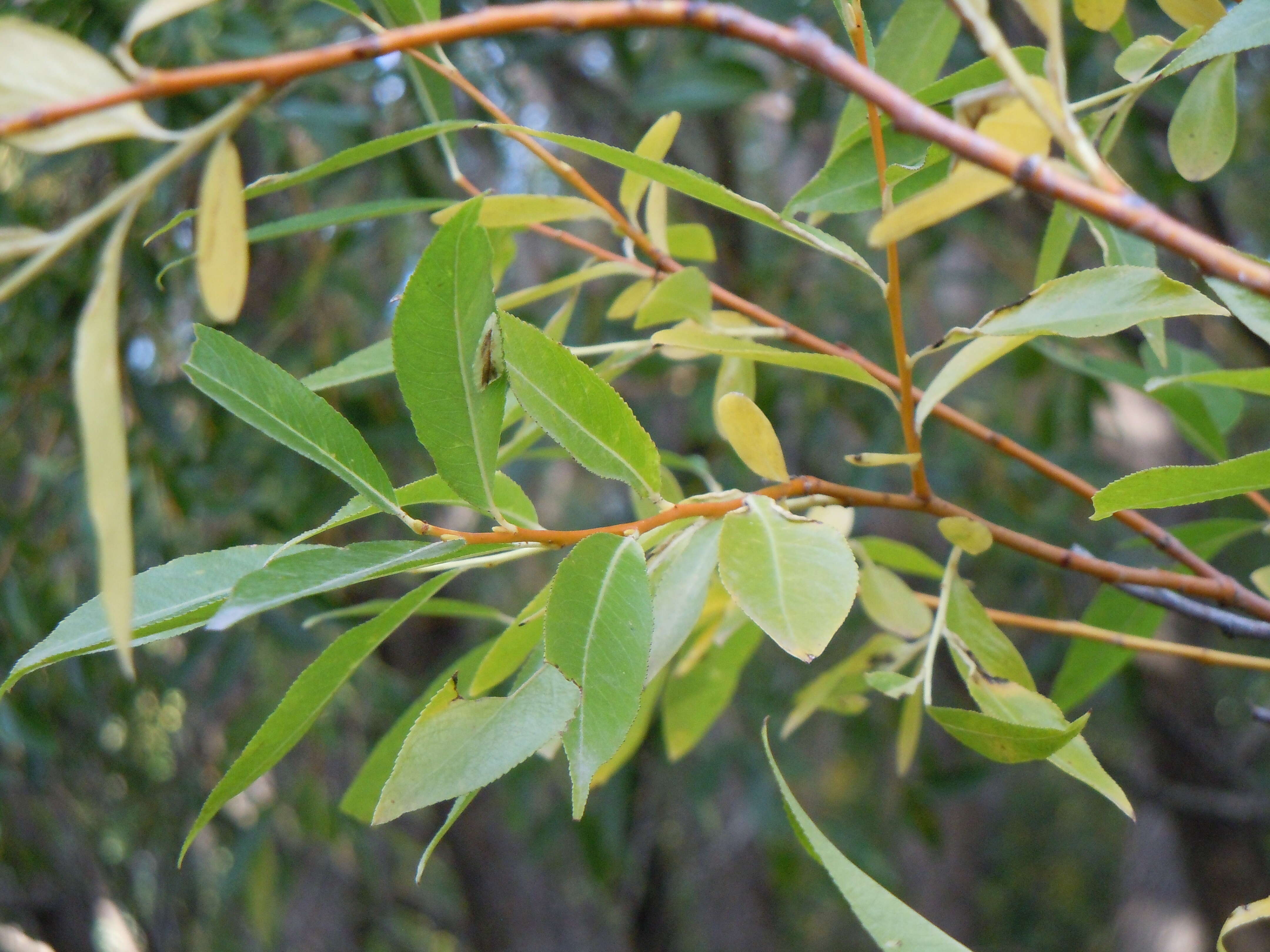 Image of Pacific willow