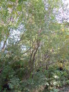 Image of Pacific willow