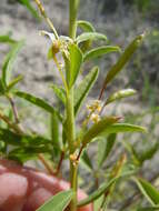 Image of Cleome lutea