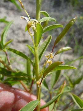 Image of Cleome lutea