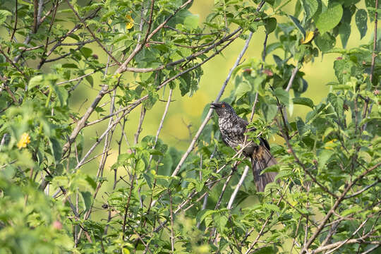 Image of Hinde's babbler