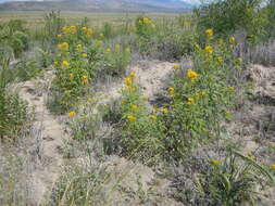 Image of Cleome lutea